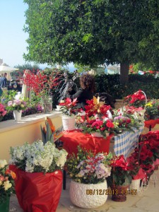 Рождественские цветы на Кипре