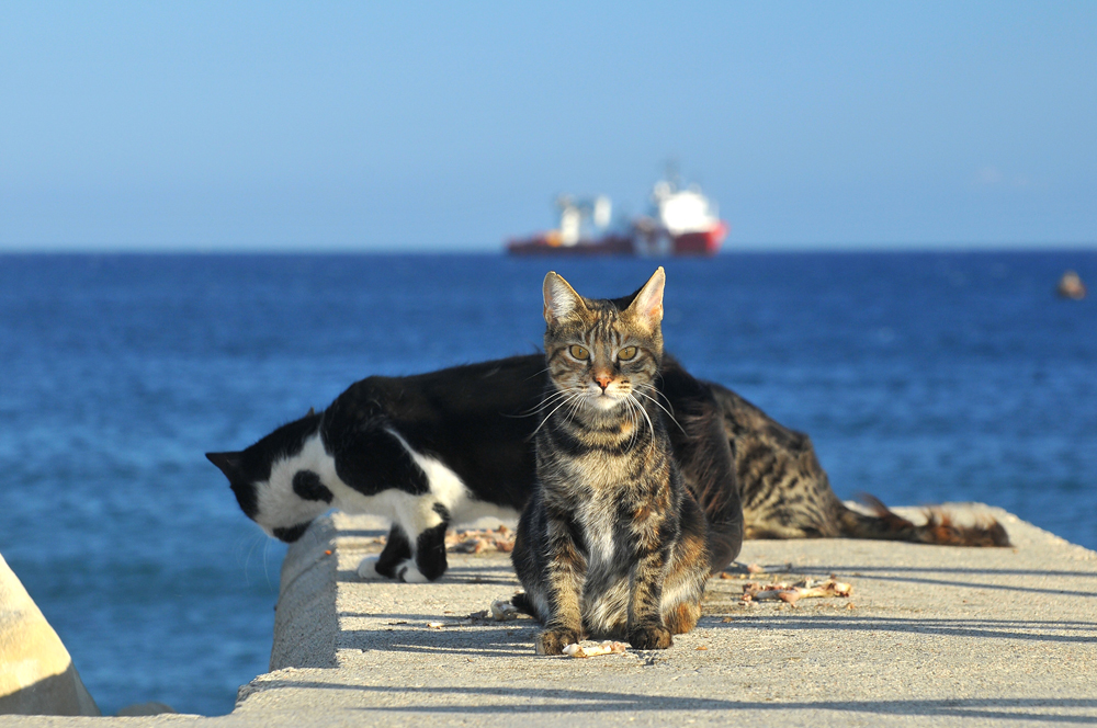 cats in Cyprus