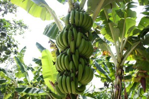 Бананы в Пафосе