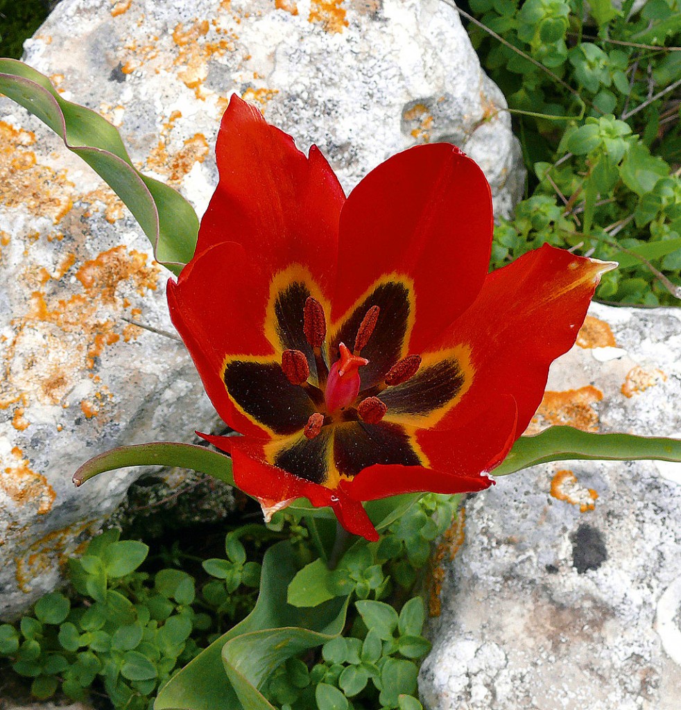 Кипрские тюльпаны