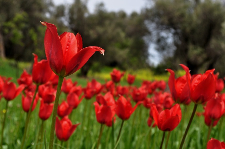 Тюльпаны на Кипре