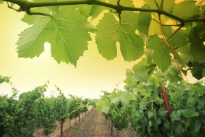 Виноградники на Кипре