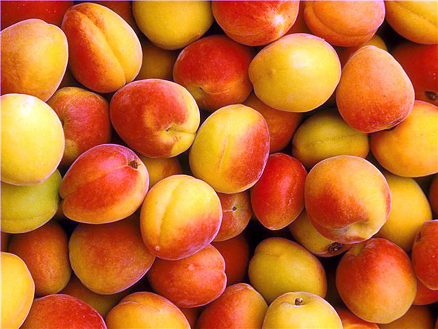 apricots in Cyprus