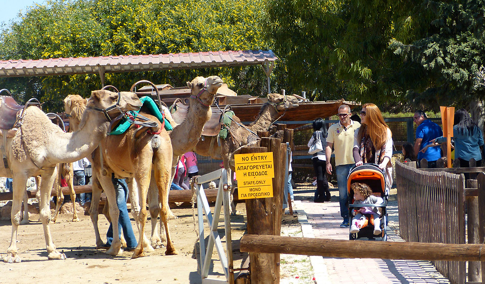 The camel park in Mazotos