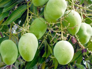 mangoes in Cyprus