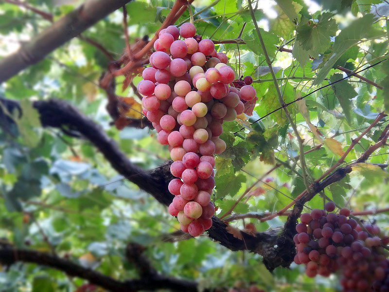 grapes in Cyprus