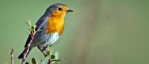 birds in Cyprus