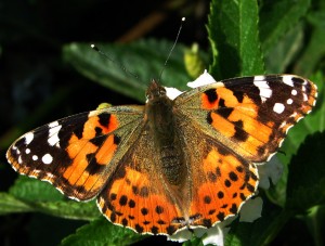a butterfly in Cyprus