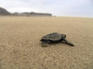 Черепаха на Кипрском пляже