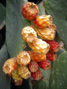 Cyprus' cactus fruit