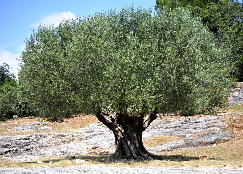 an olive tree in Cyprus