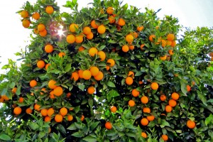 an orange tree in Cyprus