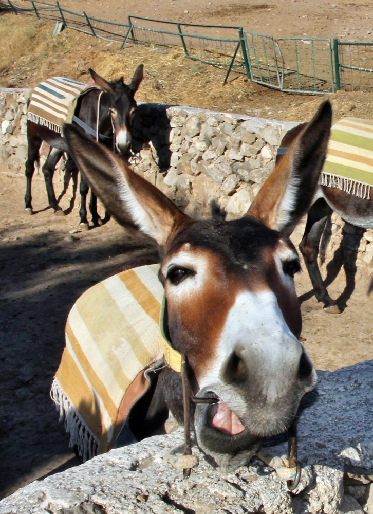Donkey_Donkey