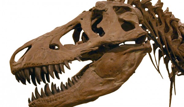 T-Rex – король динозавров