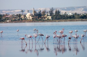 Соленое озеро Фламинго