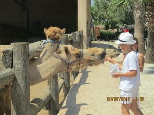 Парк верблюдов на Кипре