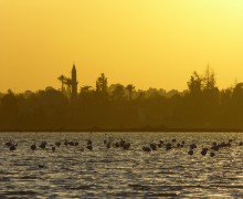Salt-Lake-Flamingo