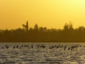 Salt-Lake-Flamingo