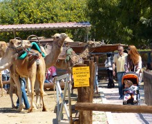 Верблюжий парк в Мазотосе