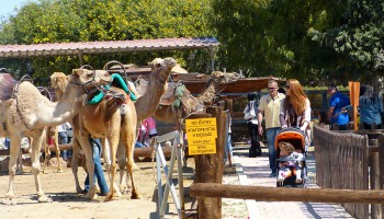 Верблюжий парк в Мазотосе
