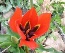 Фестиваль тюльпанов на Кипре