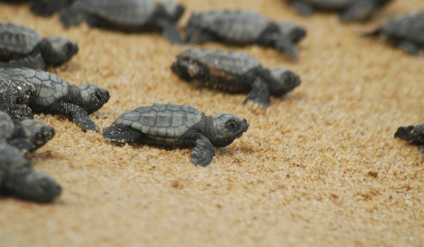 Навредит ли черепахам пляжный бар?