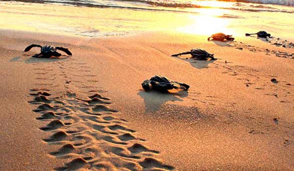 Черепахи на Кипре: начался период гнездования