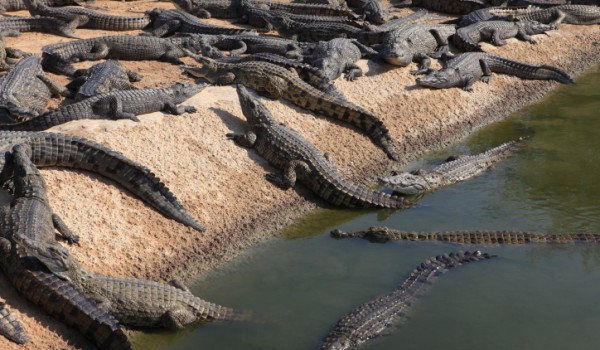 Ферма крокодилов в Ларнаке размещена не будет