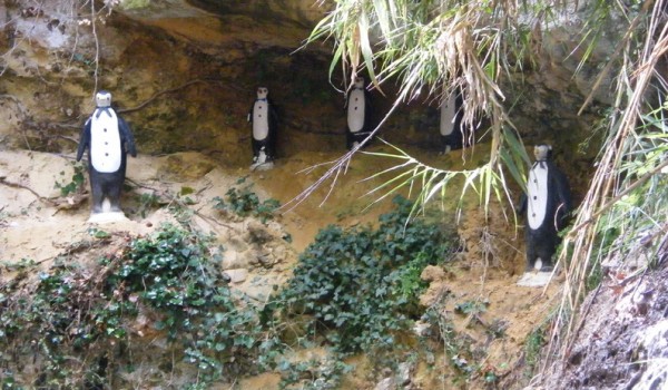 Пингвины в деревне Криту Терра
