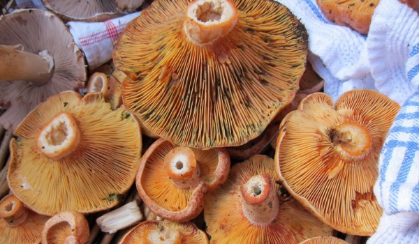 Сбор грибов на Кипре: нарушителей ждут штрафы