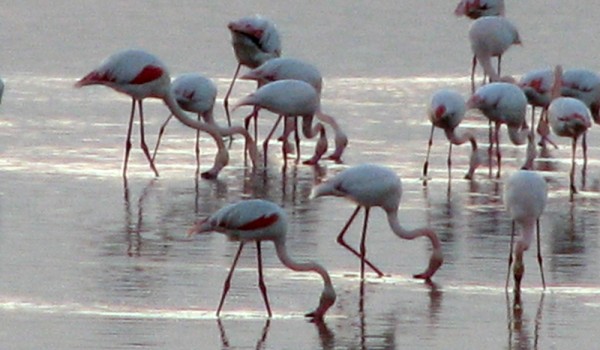 Фламинго на Кипре: зимовка началась