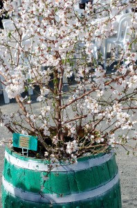 Миндальное дерево