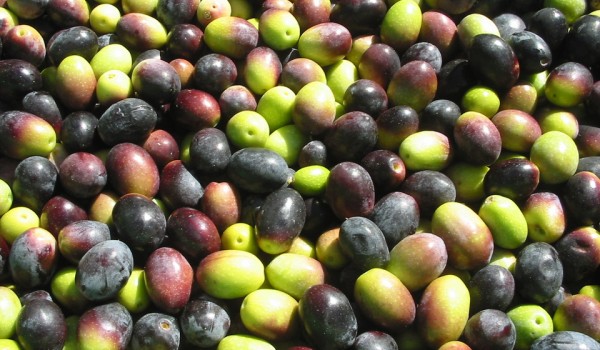 Египетские оливки: обнаружены пестициды