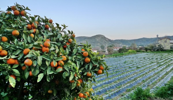 Сельское хозяйство Кипра: поиск путей решения проблем