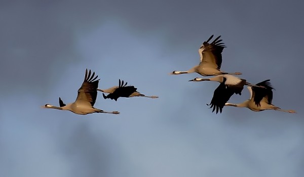 Перелетные птицы на Кипре находятся под защитой