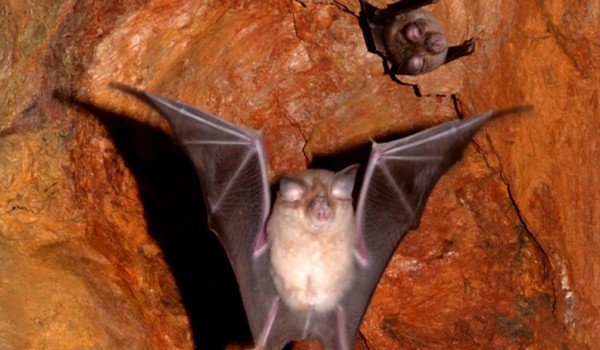 Летучие мыши на Кипре разместятся в новой пещере
