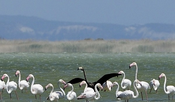 На Кипре замечен черный фламинго